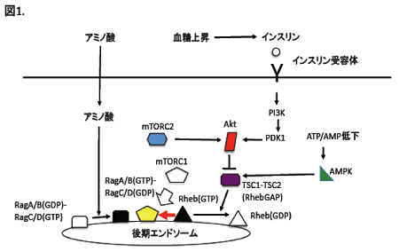 mTORCの複合体の制御機構