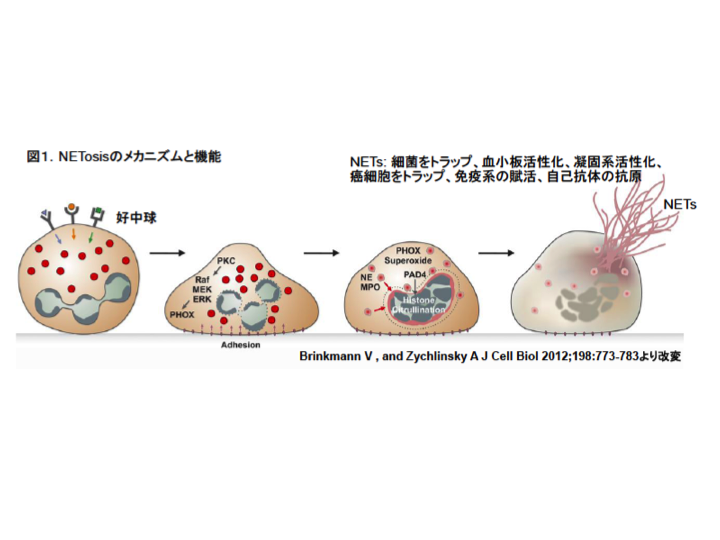 NETosisのメカニズムと機能