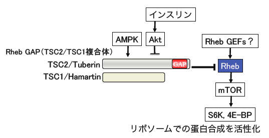 リボソームでの蛋白合成を活性化