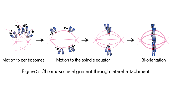 Figure 3v3.png